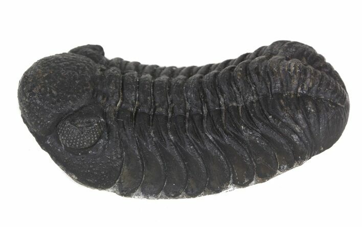 Morocops Trilobite Fossil - Cyber Monday Special! #55852